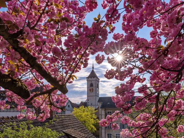 Auffahrt-/ Pfingstwochenende im Schaffhauserland