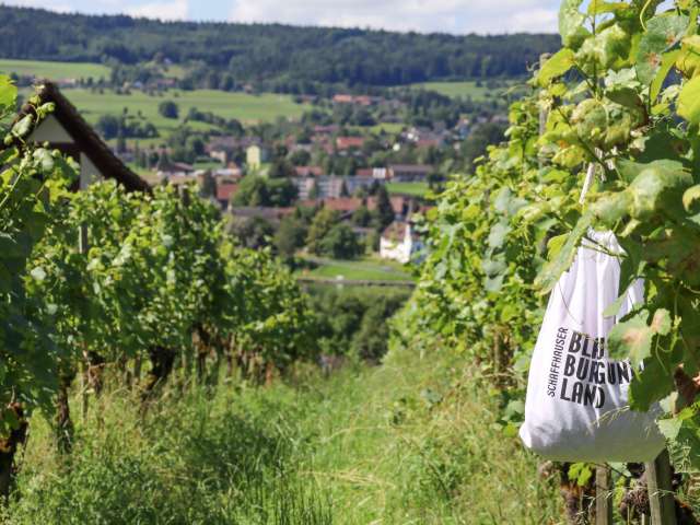 Weingenuss in den Steiner Reben